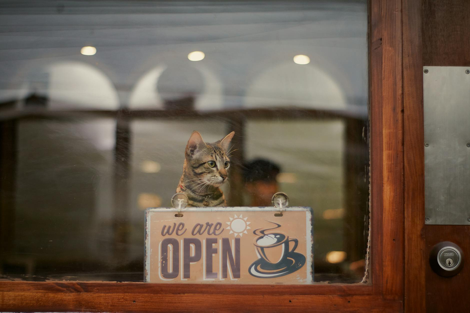 photo of a tabby kitten behind a sign